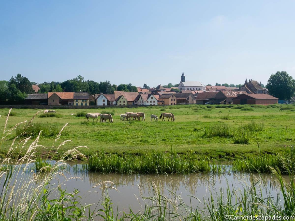 Coeur D'Alsace Colmar Vignobles Ouest Avec Terrasses Villa Wintzenheim Exterior foto