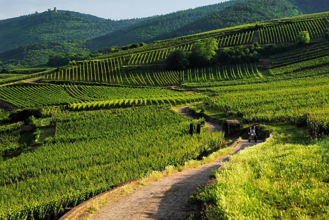 Coeur D'Alsace Colmar Vignobles Ouest Avec Terrasses Villa Wintzenheim Exterior foto